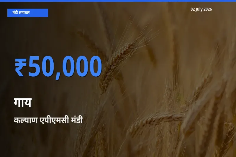 कल्याण एपीएमसी मंडी में गाय ₹50,000 पर पहुँचा – आज का सर्वोच्च भाव