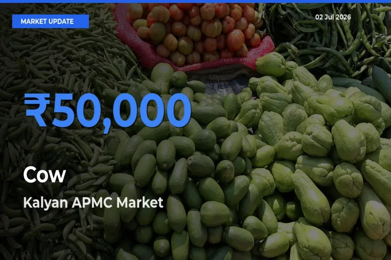 Kalyan APMC Emerges as Top Mandi for Cow Prices Today