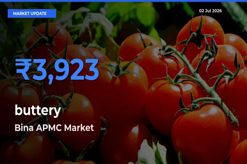 Market Watch: Bina APMC Becomes Top Mandi for buttery