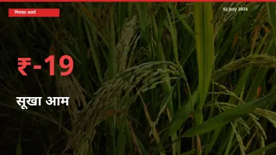 बाज़ार संकेत: सूखा आम के भाव मंडी में 18.56% नीचे