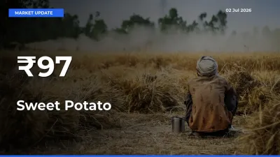 Strong Trend in Sweet Potato Rates Across Multiple Mandis – What It Means for Traders