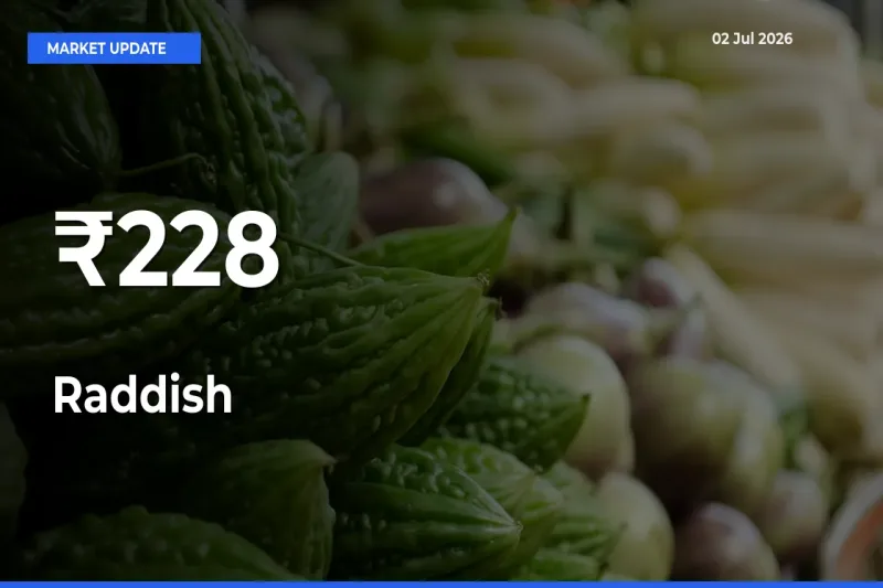 Multi-Mandi Trend Emerges as Raddish Prices Shift Across Key Markets