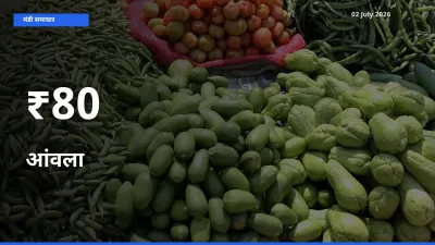 कई मंडियों में आंवला के भाव एक दिशा में, बाज़ार का रुख साफ
