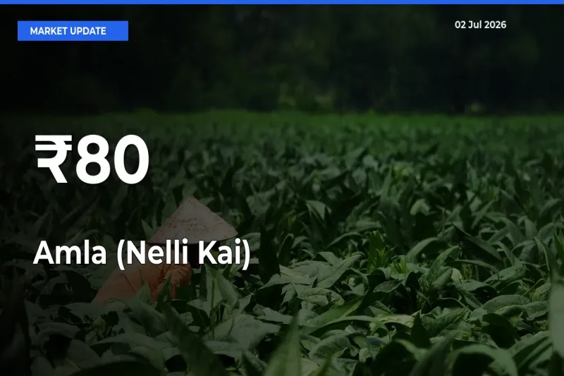 Why Amla (Nelli Kai) Prices Are Moving Across Multiple Mandis Today