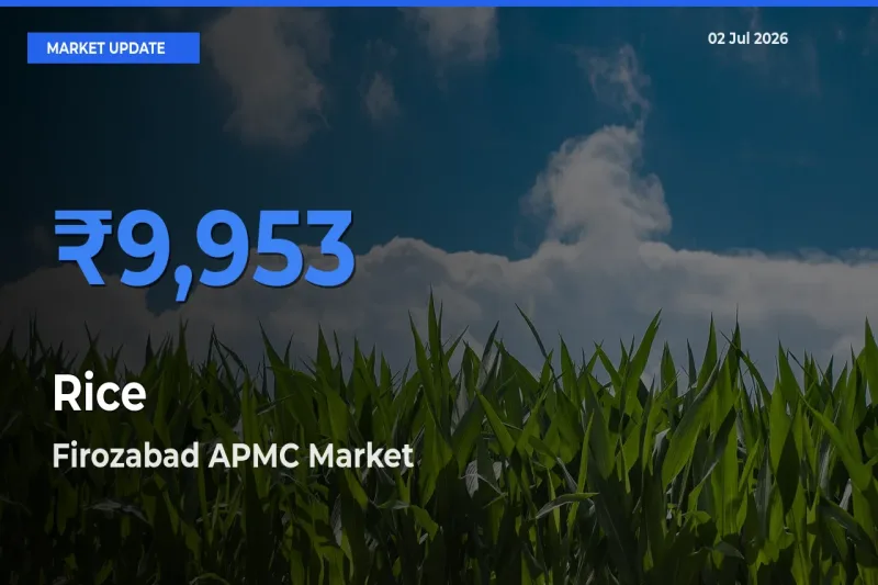 Firozabad APMC Tops Rice Mandi Rates Today