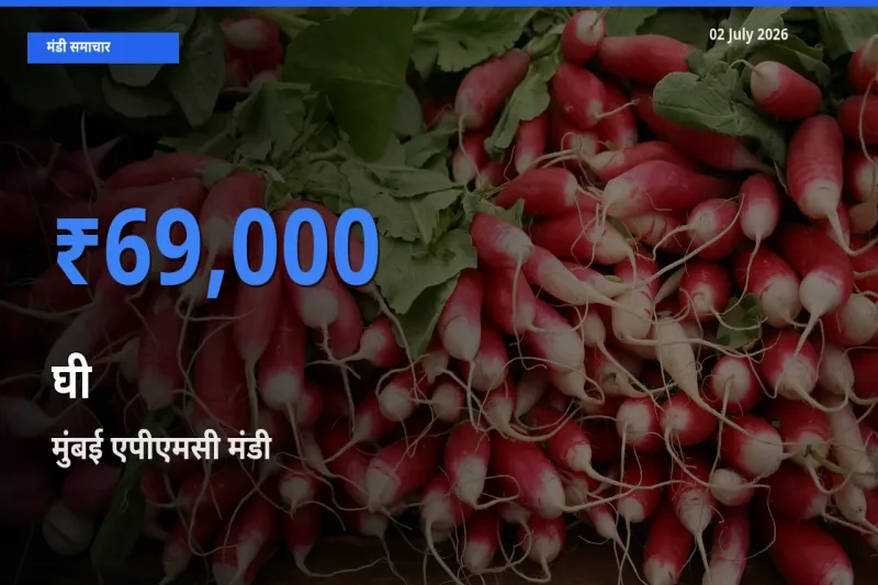 मुंबई एपीएमसी मंडी में आज घी के सबसे ऊँचे दाम दर्ज