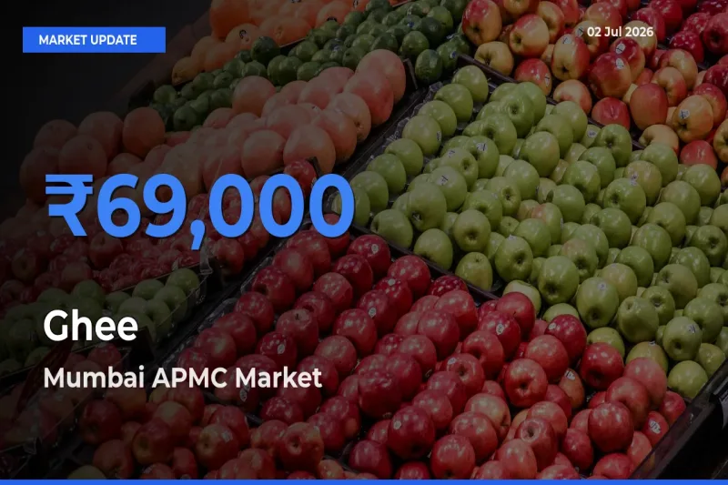 Mumbai APMC Offers ₹69,000 – Highest Ghee Rate Today