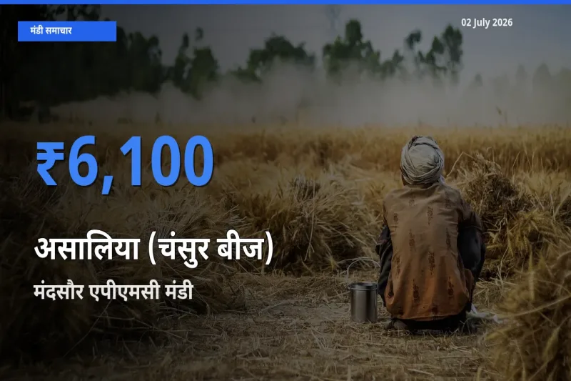 02 July अपडेट: असालिया (चंसुर बीज) के सबसे ऊँचे दाम मंदसौर एपीएमसी मंडी में