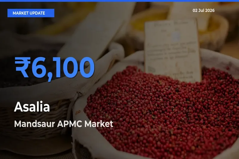 Mandsaur APMC Records Highest ₹6,100 Rate for Asalia