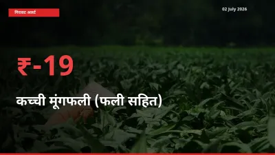 आज का मंडी भाव: कच्ची मूंगफली (फली सहित) के दाम मंडी में 19.05% नीचे