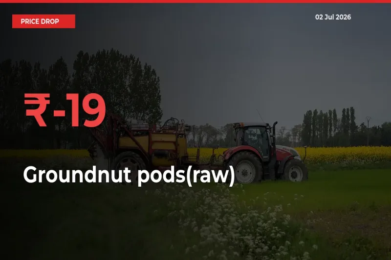 Sudden Shock! Groundnut pods(raw) Drops 19.05% in 24 Hours at Top Mandis