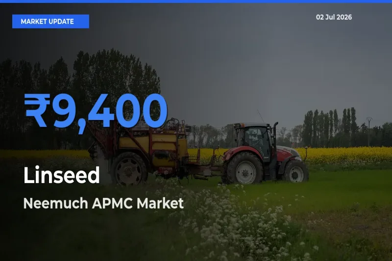 Neemuch APMC Offers ₹9,400 – Highest Linseed Rate Today
