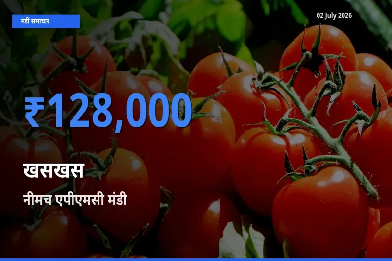 आज खसखस के सबसे ज़्यादा दाम नीमच एपीएमसी मंडी में दर्ज