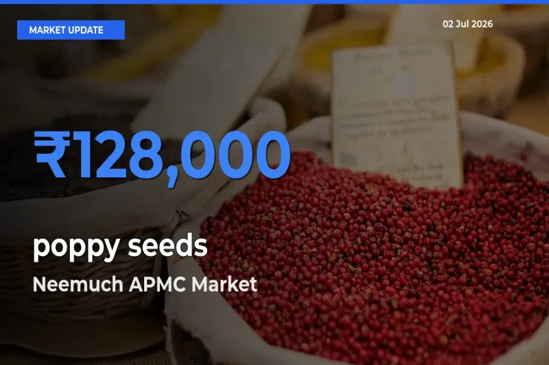 Neemuch APMC Emerges as Top Mandi for poppy seeds Prices Today