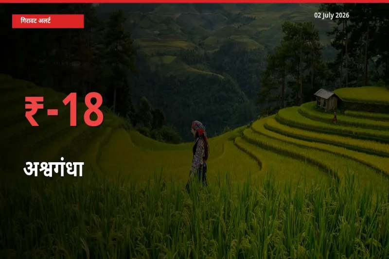 अश्वगंधा 18% गिरा, मंडी