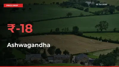This Mandi Records 18% Fall in Ashwagandha Prices