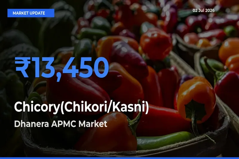 Dhanera APMC Emerges as Top Mandi for Chicory(Chikori/Kasni) Prices Today