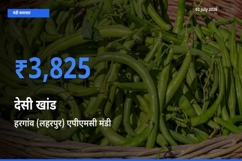 टॉप मंडी बना हरगांव (लहरपुर) एपीएमसी! देसी खांड के सबसे ऊँचे दाम यहीं दर्ज