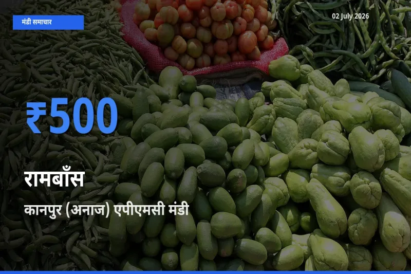 आज रामबाँस के सबसे ज़्यादा दाम कानपुर (अनाज) एपीएमसी मंडी में दर्ज