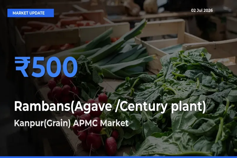Kanpur(Grain) APMC Tops Rambans(Agave /Century plant) Rates – July 02 Market Update