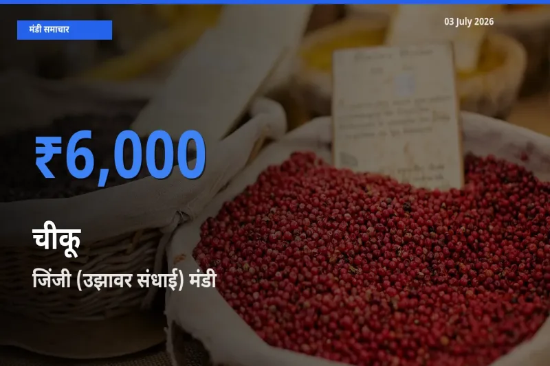 किसानों की पसंद बना जिंजी (उझावर संधाई), चीकू के सबसे अच्छे दाम