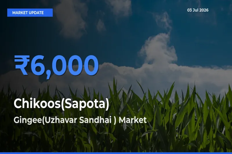 Chikoos(Sapota) Mandi Rate Today: Gingee(Uzhavar Sandhai ) Tops the List