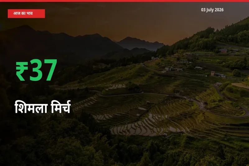 स्थानीय मंडी में शिमला मिर्च के दाम अचानक 37.2% उछले, किसान सतर्क