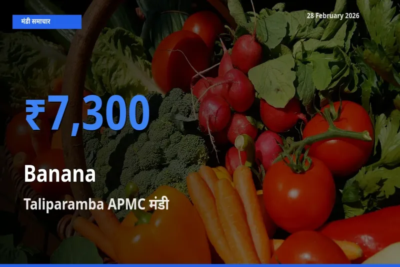 आज Banana के सबसे ज़्यादा दाम Taliparamba APMC मंडी में दर्ज