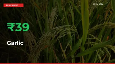Sudden 39.24% Rally in Garlic Prices Across Mandis