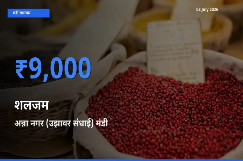 किसानों की पसंद बना अन्ना नगर (उझावर संधाई), शलजम के सबसे अच्छे दाम