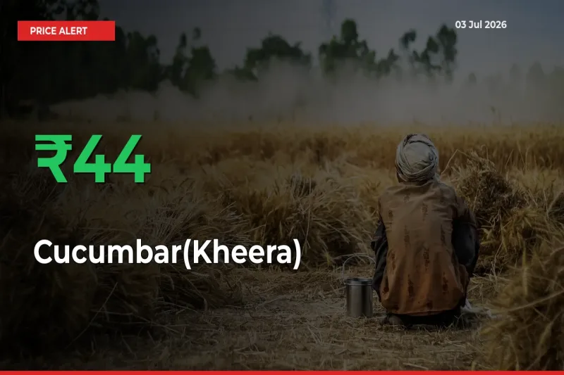 Sharp Jump! Cucumbar(Kheera) Prices Climb 44.01% in 24 Hours at Key Mandis