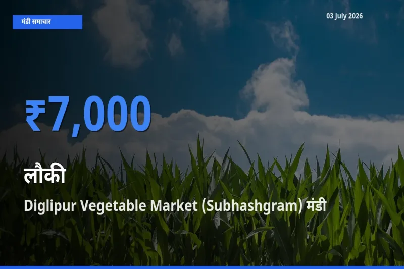 03 July अपडेट: लौकी के सबसे ऊँचे दाम Diglipur Vegetable Market (Subhashgram) मंडी में