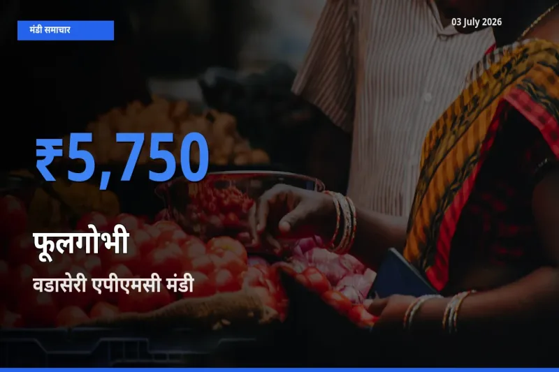 वडासेरी एपीएमसी मंडी में फूलगोभी ₹5,750 पर पहुँचा – आज का सर्वोच्च भाव