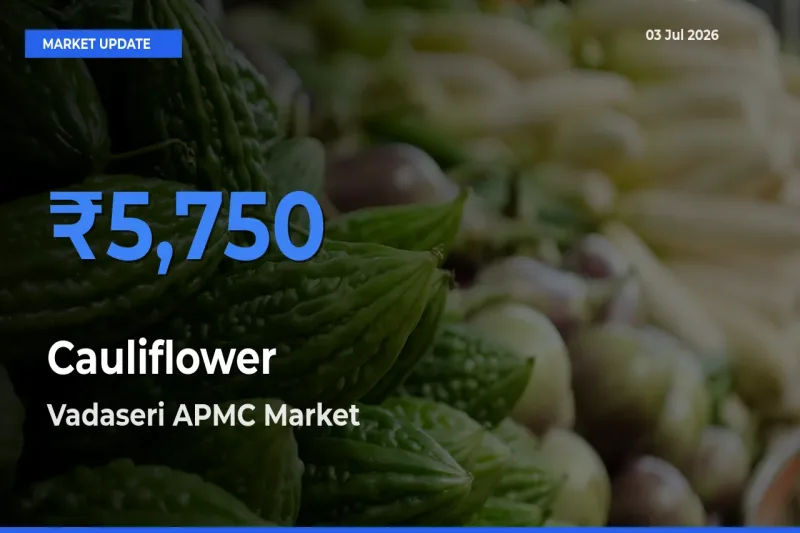 Farmers Prefer Vadaseri APMC as Cauliflower Hits Highest Rate