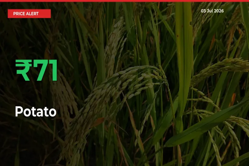 This Mandi Records 71.17% Jump in Potato Prices