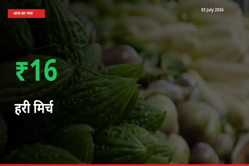 स्थानीय मंडी में हरी मिर्च के दाम अचानक 16.38% उछले, किसान सतर्क
