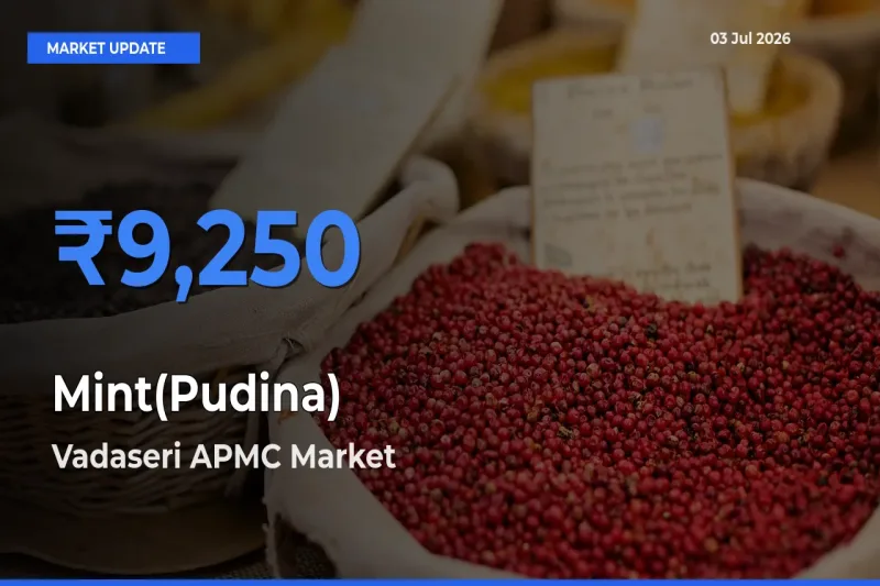 Market Watch: Vadaseri APMC Becomes Top Mandi for Mint(Pudina)