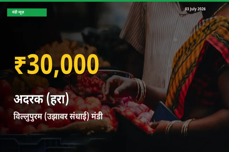 अदरक (हरा) के दामों ने बनाया नया रिकॉर्ड, विल्लुपुरम (उझावर संधाई) में तेज़ी