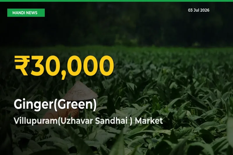 Ginger(Green) Hits Fresh High in Villupuram(Uzhavar Sandhai ) Today