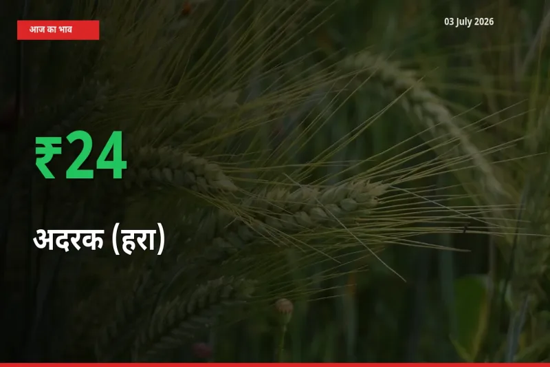 03 July अपडेट: अदरक (हरा) के दाम मंडी में 23.59% उछले