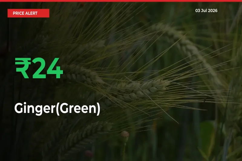 Ginger(Green) Prices Rise 23.59% in a Day at Major Mandis