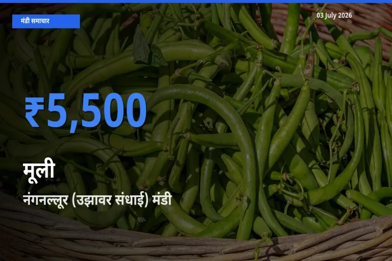आज का मंडी भाव: मूली के सबसे ज़्यादा दाम नंगनल्लूर (उझावर संधाई) में