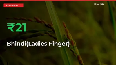 Big Rally! Bhindi(Ladies Finger) Climbs 20.9% in 24 Hours at Top Mandis