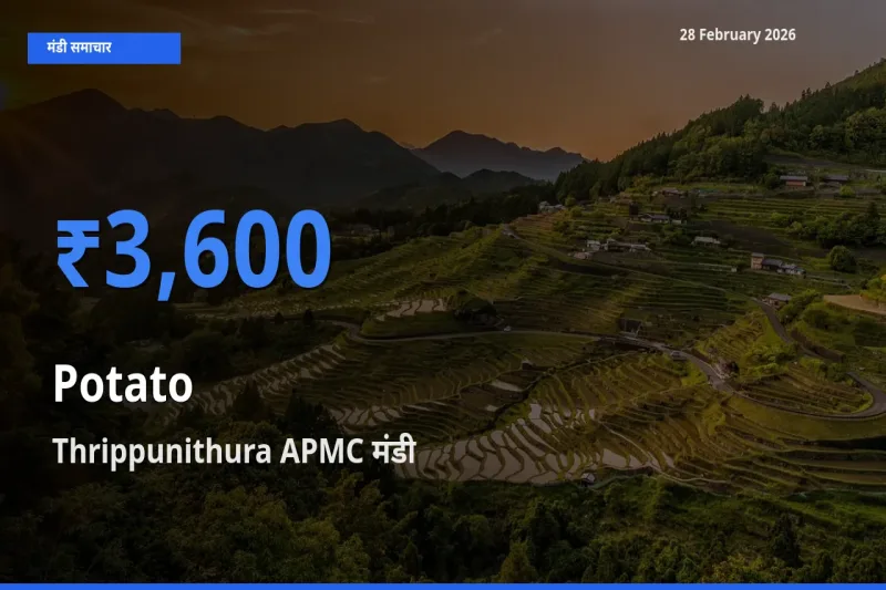 Thrippunithura APMC मंडी में आज Potato के सबसे ऊँचे दाम दर्ज