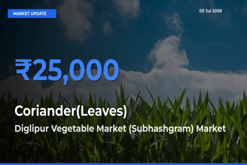 Diglipur Vegetable Market (Subhashgram) Offers ₹25,000 – Highest Coriander(Leaves) Rate Today