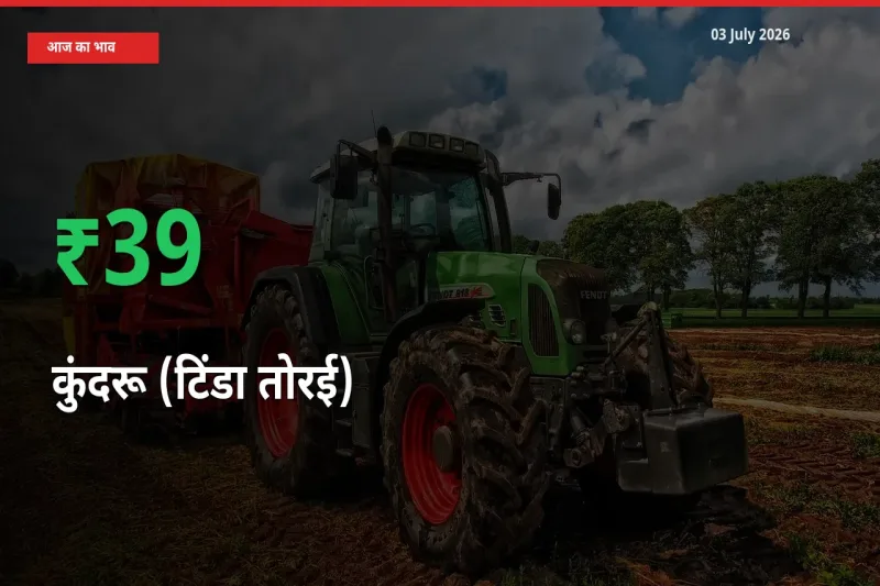 कुंदरू (टिंडा तोरई) के दाम प्रमुख मंडी में 38.98% बढ़े, 24 घंटे में बड़ा बदलाव