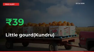 Sudden 38.98% Rally in Little gourd(Kundru) Prices Across Mandis