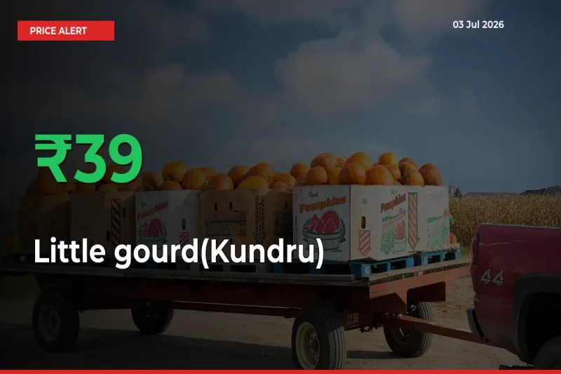 Sudden 38.98% Rally in Little gourd(Kundru) Prices Across Mandis