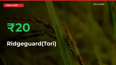 Farmers Cheer as Ridgeguard(Tori) Prices Surge 20.4% in Local Mandis