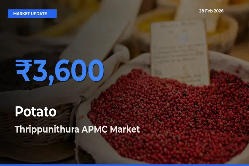 Thrippunithura APMC Tops Potato Rates – February 28 Market Update